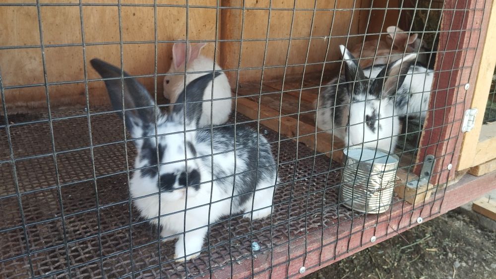 Продаются кролики.