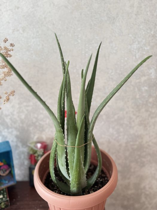 Алоэ домашнее, с горшком