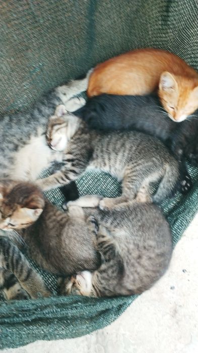 Передержка гостинница для кошек и собак маленьких пород