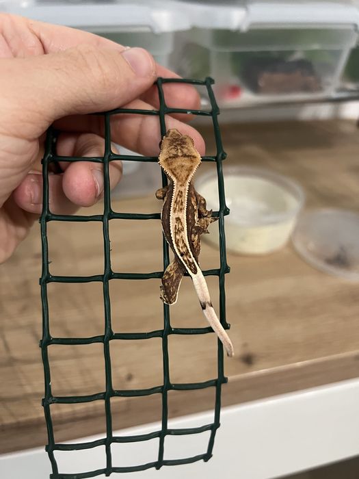 Soparla crested gecko si chahoua gecko