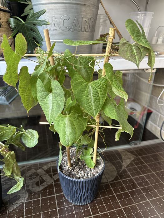 Диоскорея кавказская