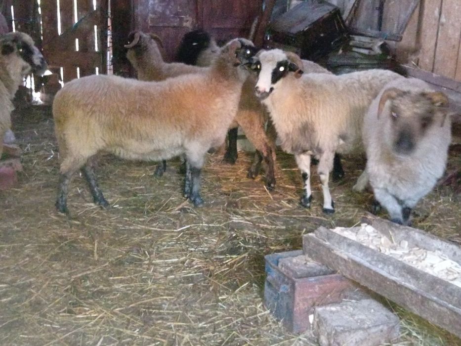 Vând  5 oi + un berbec suffolk varianta a doua