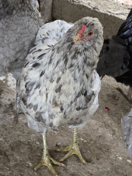 Gaina+ cocos  araucana splash