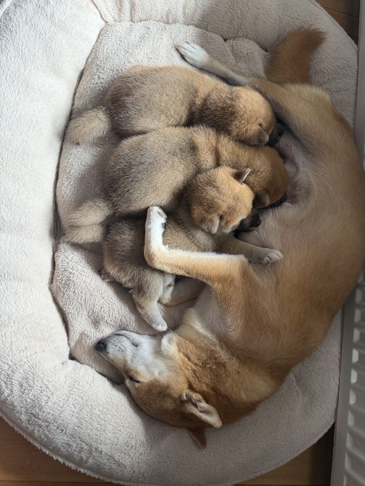 Puiuti de Shiba Inu