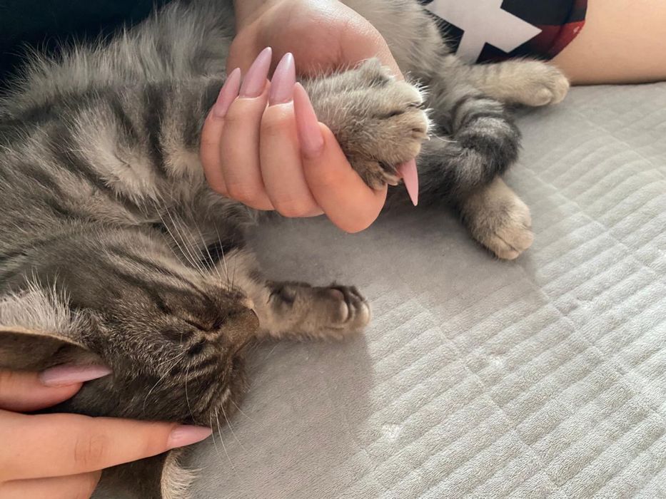 Кошка лет:5 месяцов