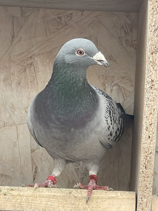 Porumbei de vanzare.