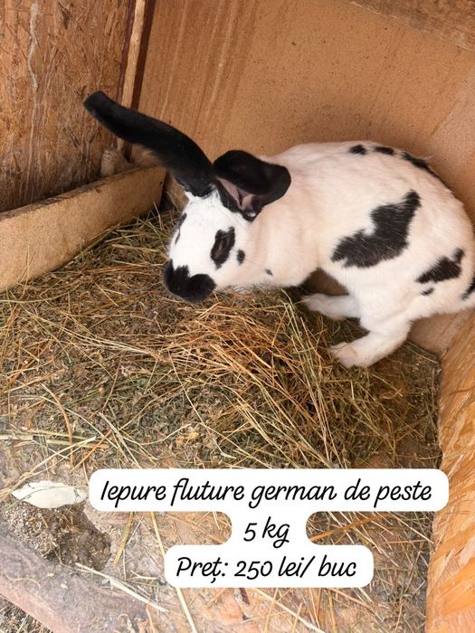 Animale pentru gospodarie,microferma