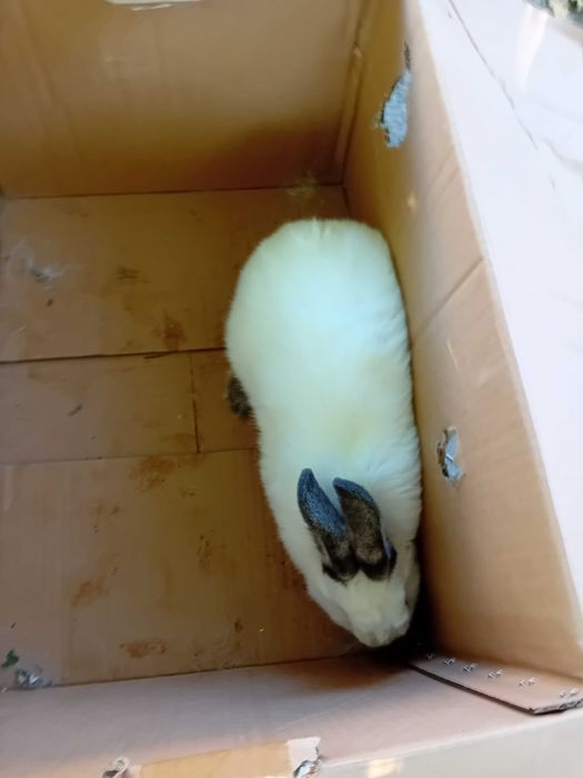 Зайци Белгийски великани