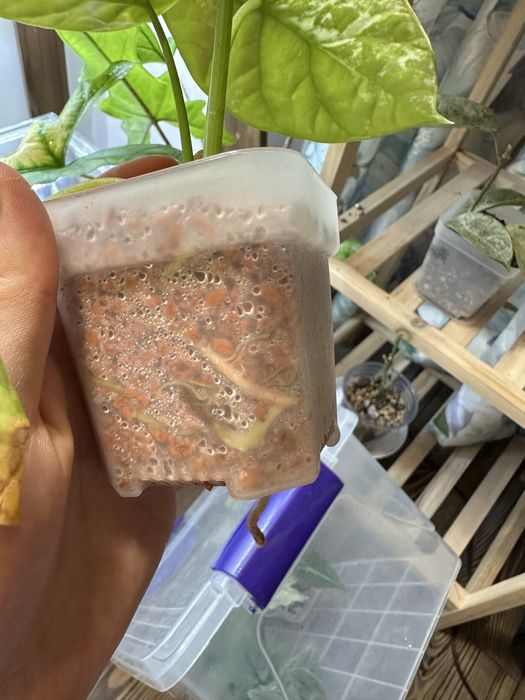 Алоказии сортовые