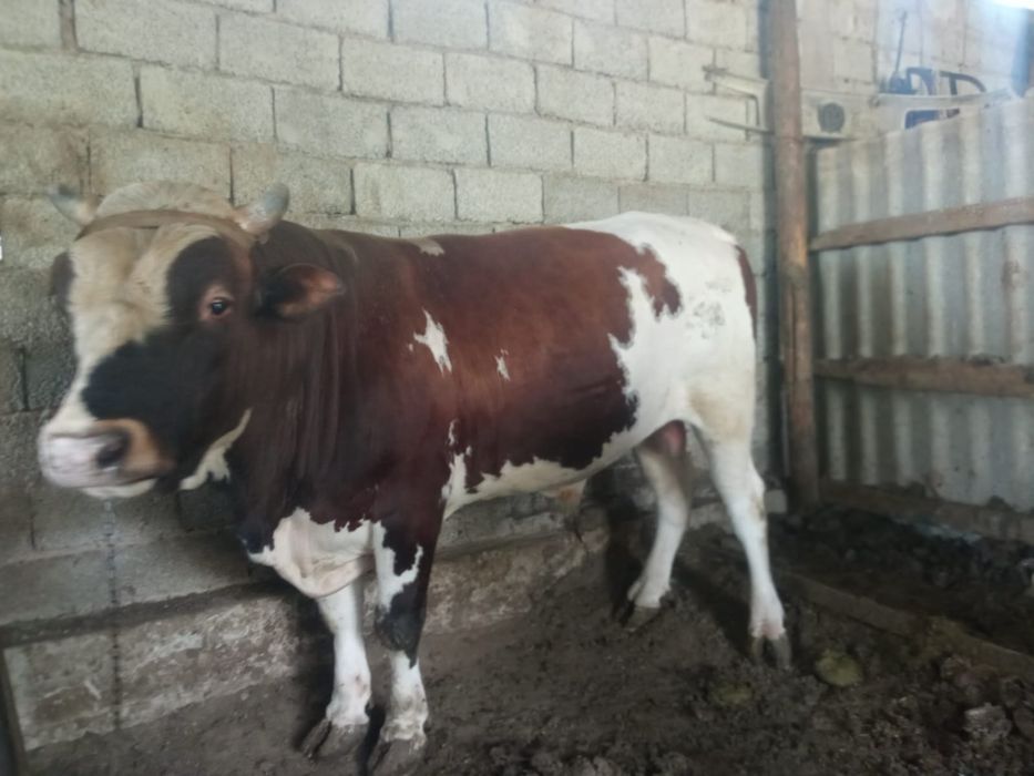 Бордакы огиз багылган