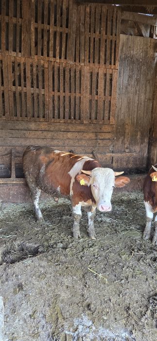 Vând 2 tauri de 300 400 kg