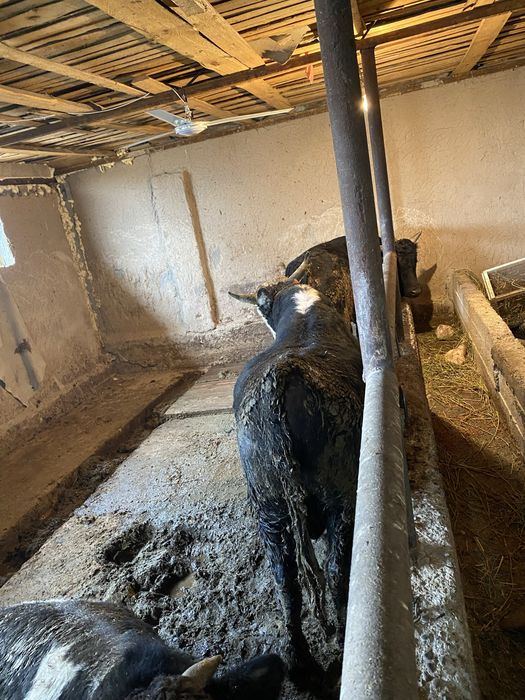 Бука сатылады.         .