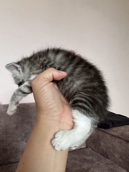 Продам котят мальчики