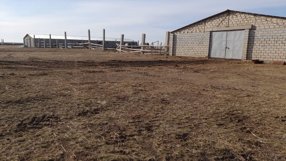 Продам хозяйство