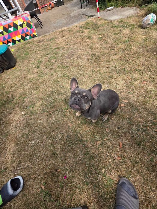 Френски булдог  женска