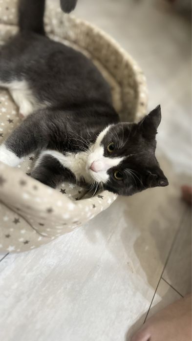 Продам кота