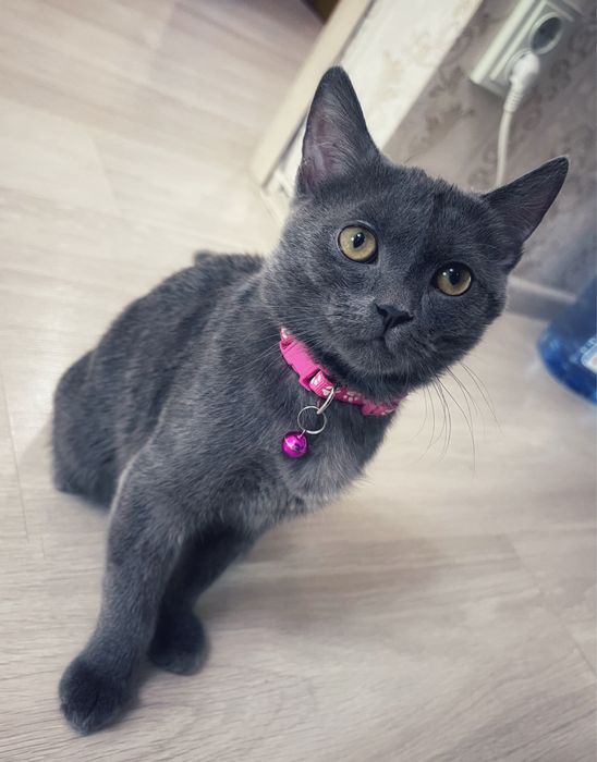 Продам британскую кошку