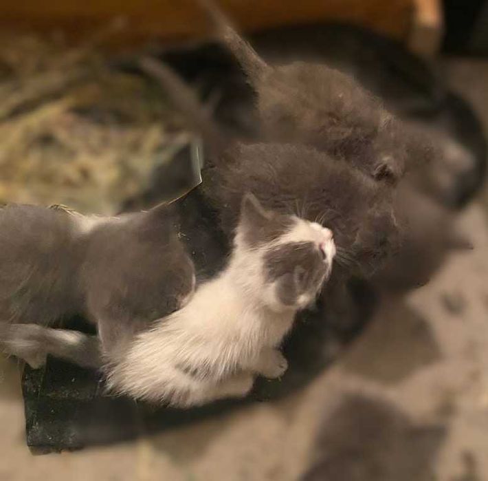 отдам котят в хорошие руки