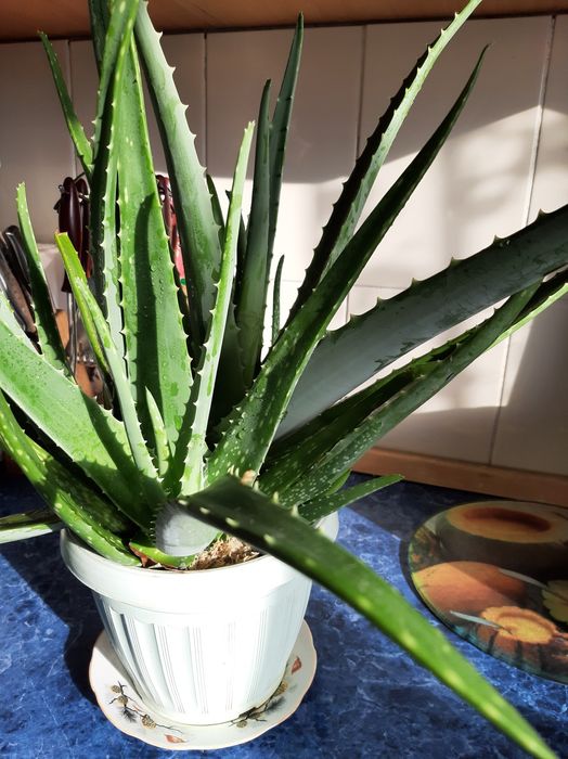 Алоэ.Лекарственное растение.,