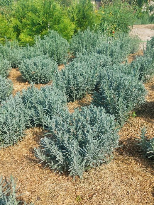 Лаванда Саженцы лаванды