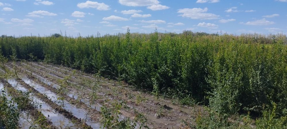 Sada qayrağoch kóchatlari sotiladi