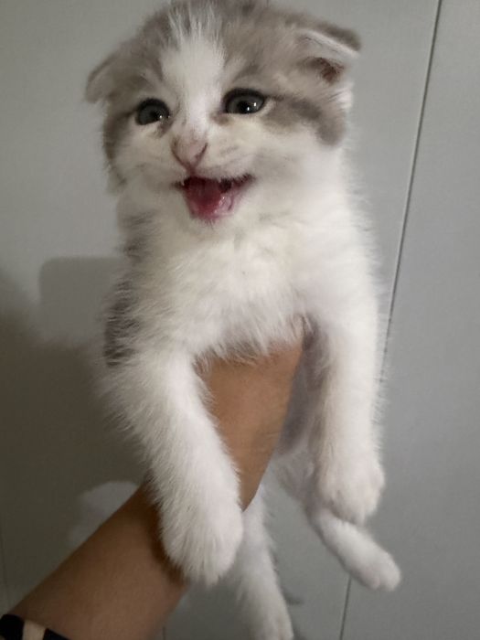 Shoshiling! Scottish Fold — oxirgi 2 ta