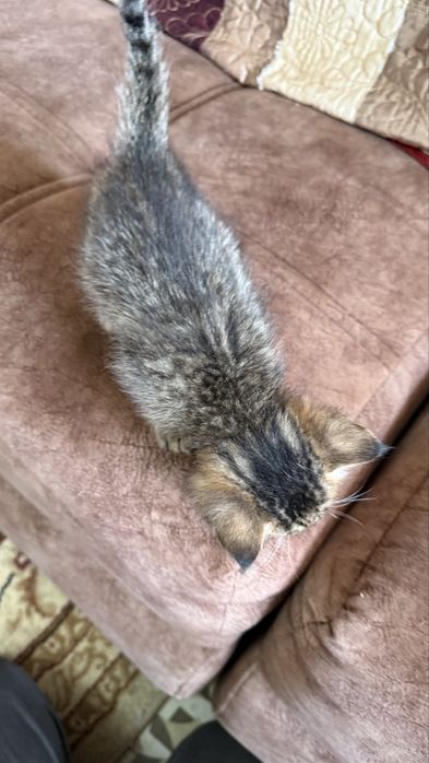 Отдаем котят в хорошие руки