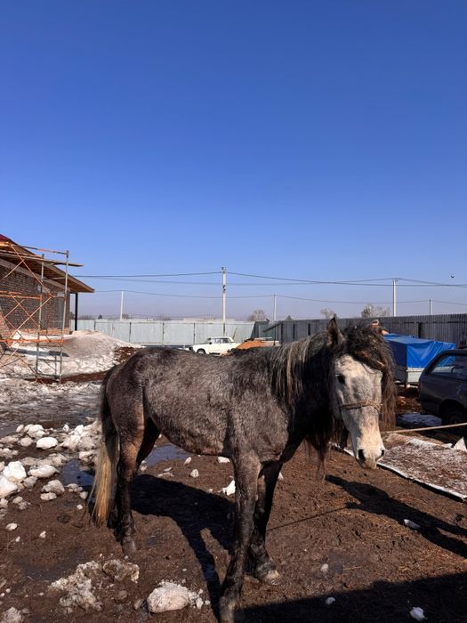 Айғыр (Жеребец) 750000