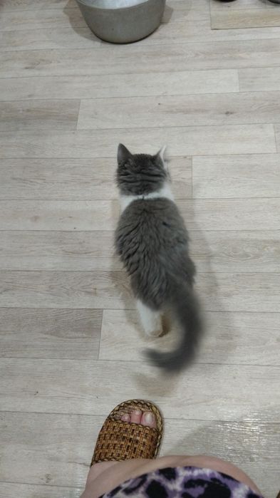 Животные продажа