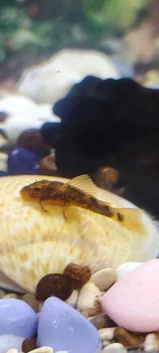 Мальки сомика анциструса (присоски)