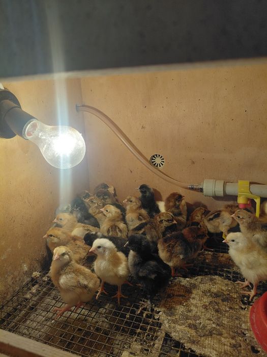 Балапандар 3 күндік