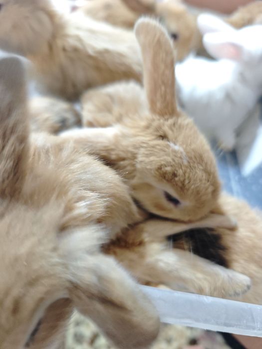 Quyon sotiladi baran