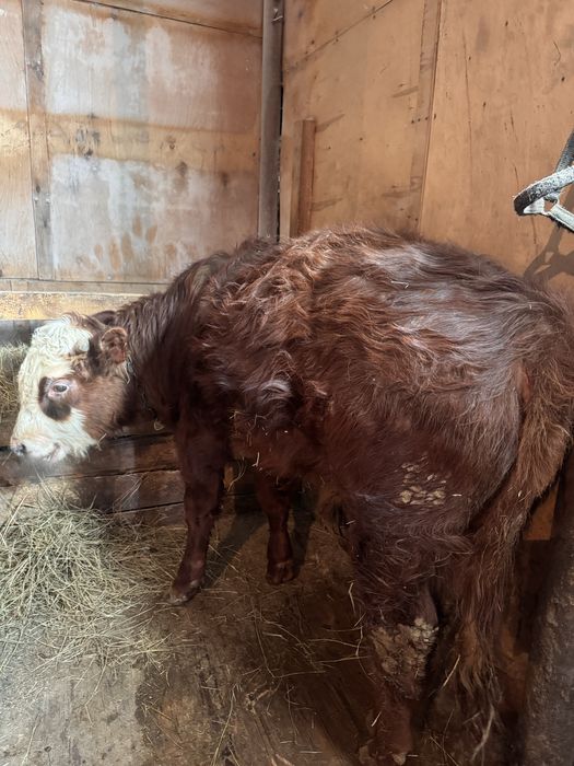 Продам бычков вышак  3 головы