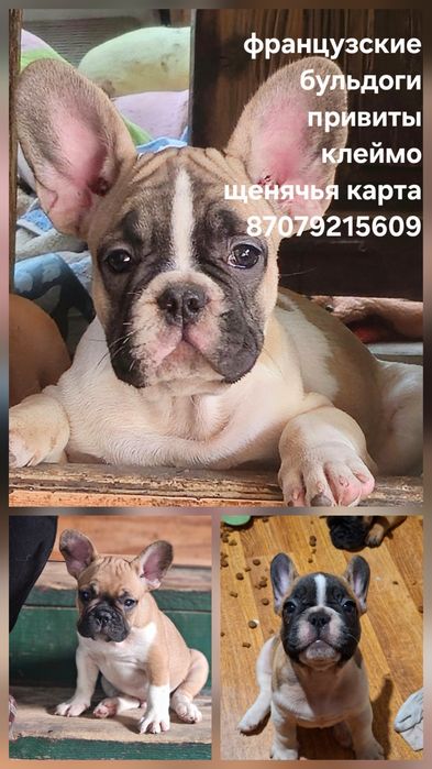 Французские бульдоги