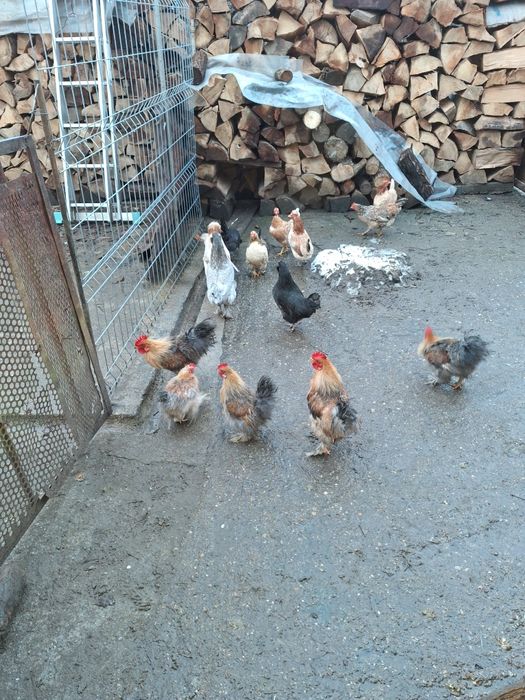 Vind  cocosi matasa japoneza