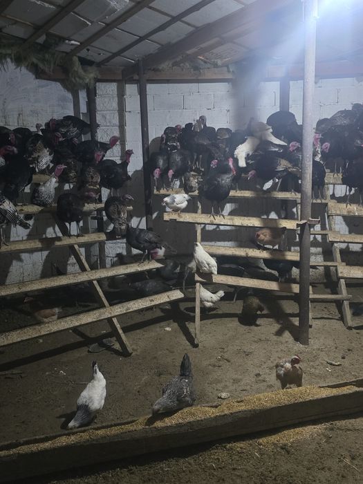 Индюктер сатылады