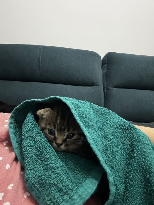 Котенок 3 месяца мальчик