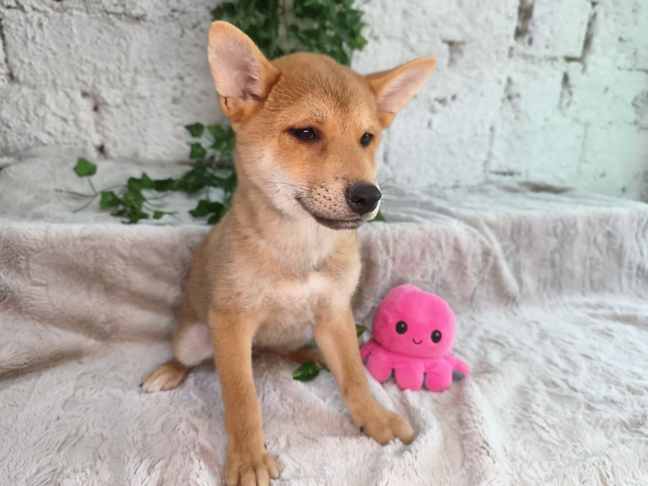 Vand baietel Shiba Inu
