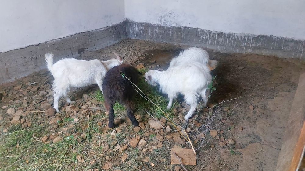 Ешки сатылады 5 айлык