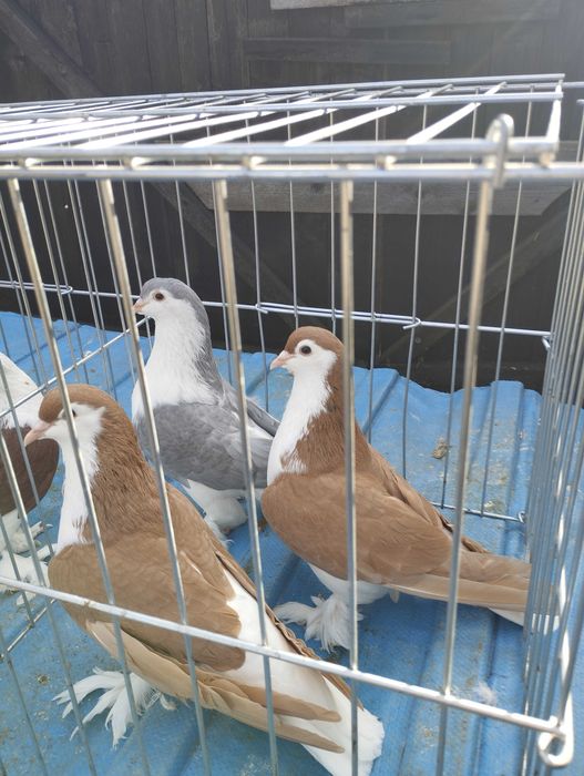 Vând Fazani / găini / porumbei de rasa