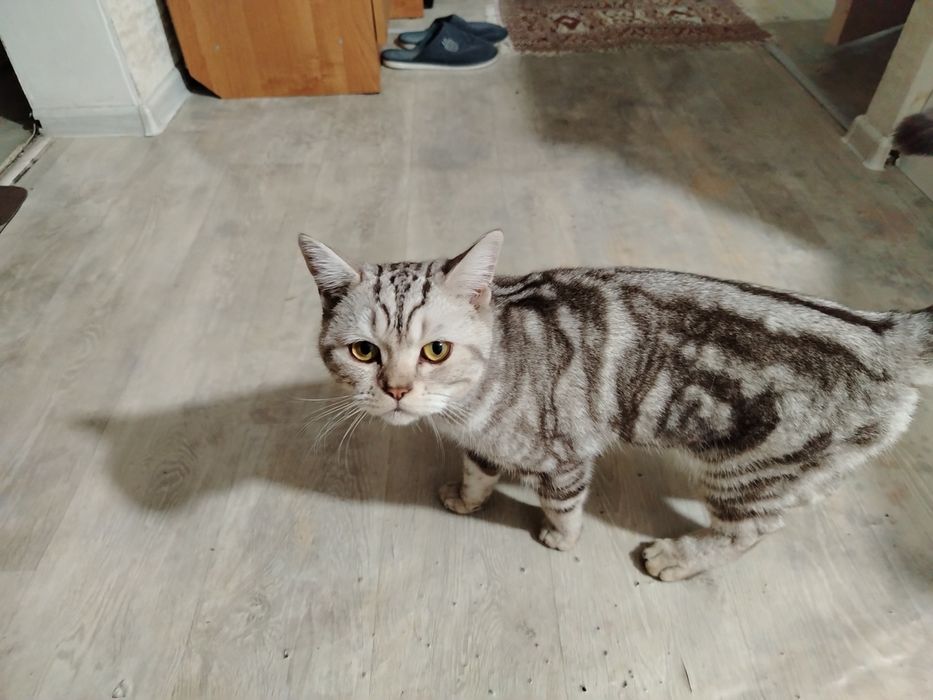 Кот британский  отдам в добрые руки