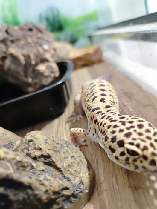 Леопардов гекон момче