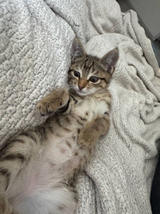 Котенок девочка, 3,5 месяца. В добрые руки, очень красивая. Обработана