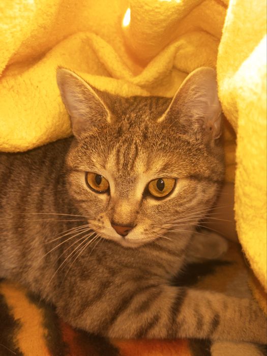 шотландская прямоухая кошка