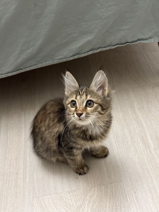 Котенок в добрые руки