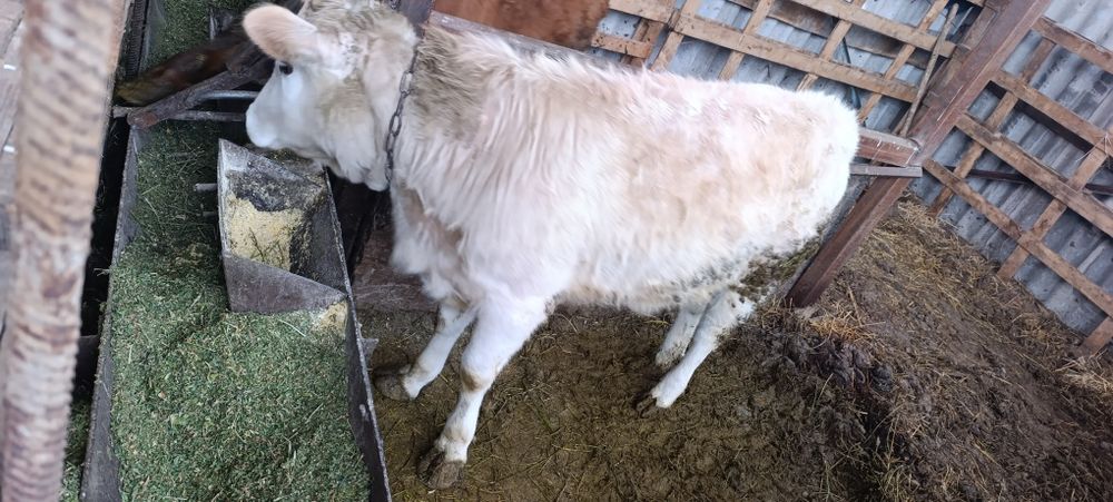 Продам молодую телку