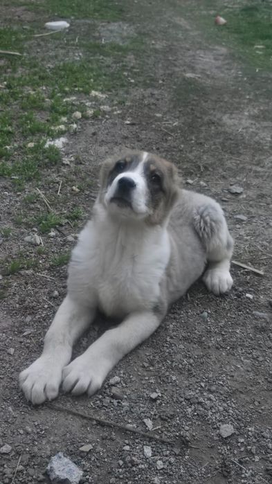 Продается щенок волкодав