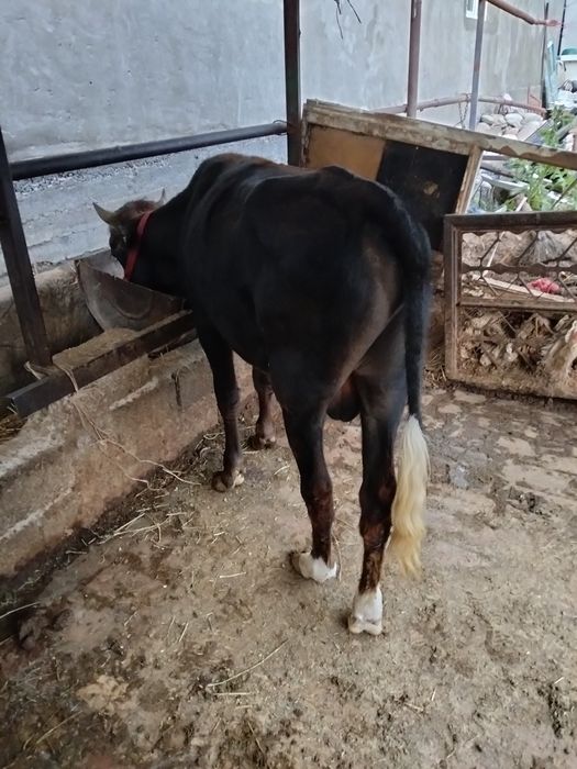 2 ta buqa sotiladi dala moli