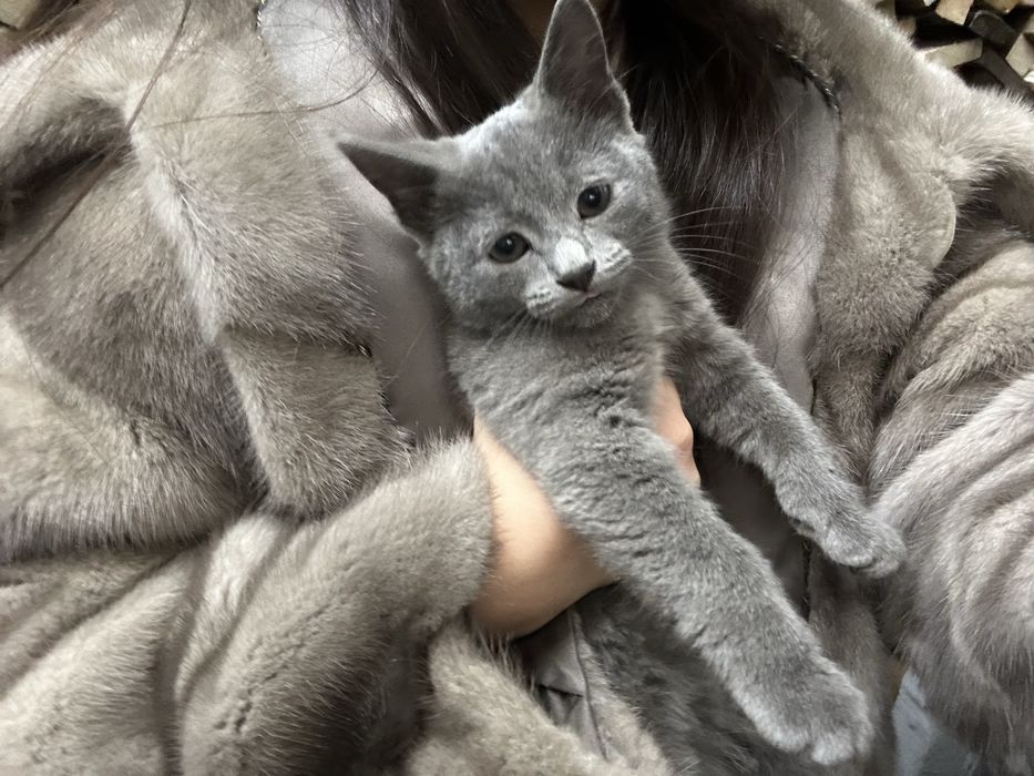 Котенок, пару месяцев, девочка