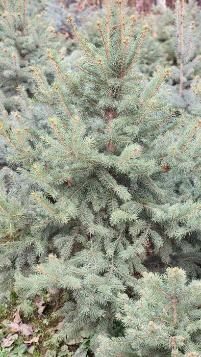 Спешите! Нужно пересаживать ель ЗИМОЙ а не ВЕСНОЙ